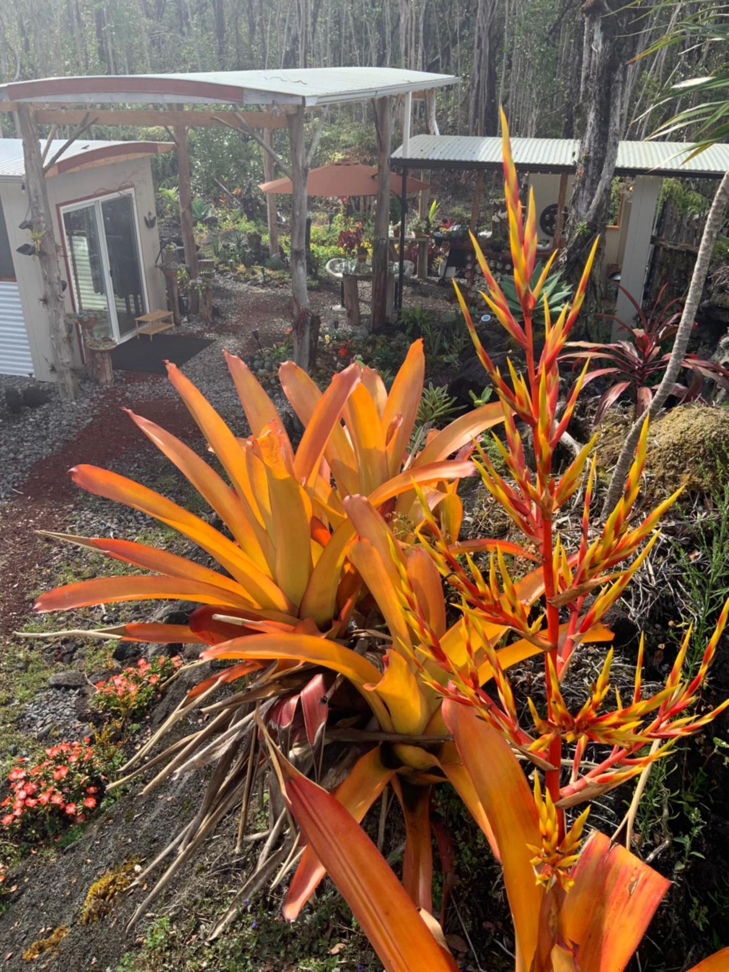 Exotic Garden Cottage At Amazing Volcano Fissure Mountain View Kültér fotó