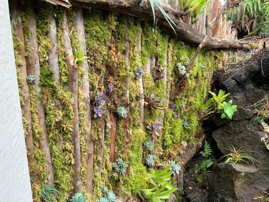 Exotic Garden Cottage At Amazing Volcano Fissure Mountain View Kültér fotó